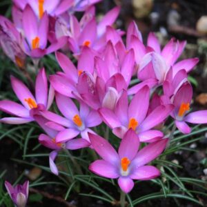 Crocus Roseus 10PK
