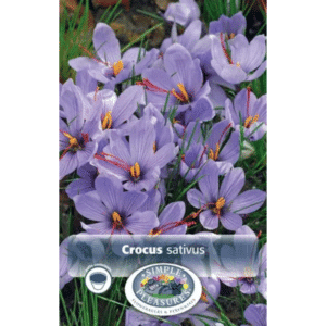 Crocus Saffron 10PK