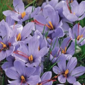 Crocus Saffron 10PK