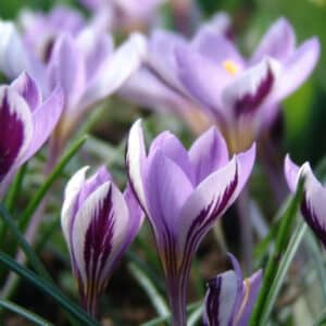 Crocus Spring Beauty 15PK
