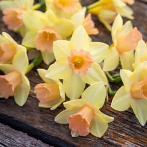 Daffodil Blushing Lady 10PK