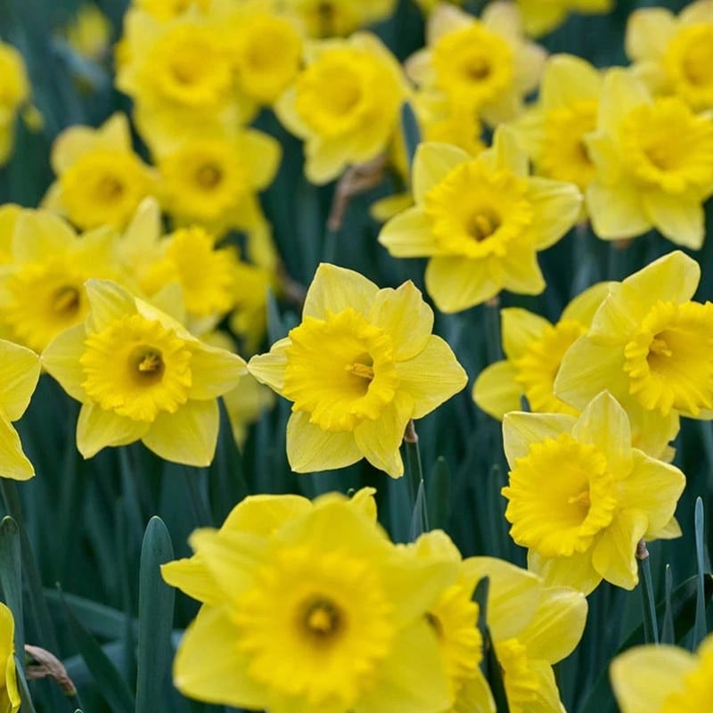 Daffodil Dutch Master 25BG - Image 2