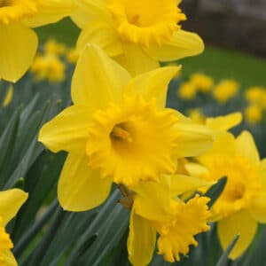 Daffodil Dutch Master 25BG