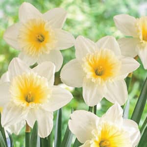 Daffodil Ice Follies 25BG