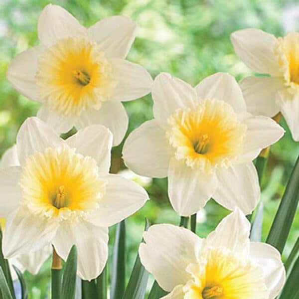 Daffodil Ice Follies 25BG