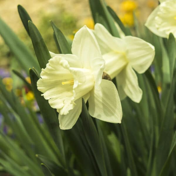 Daffodil Lemon Glow 5PK