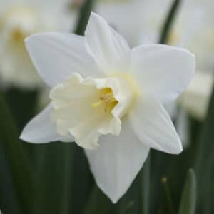 Daffodil Mount Hood 25BG