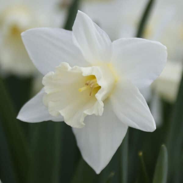 Daffodil Mount Hood 5PK