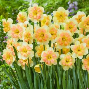 Daffodil Peachy Dream 5PK
