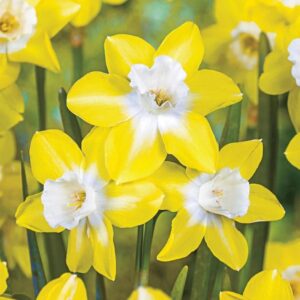 Daffodil Pipit 7PK