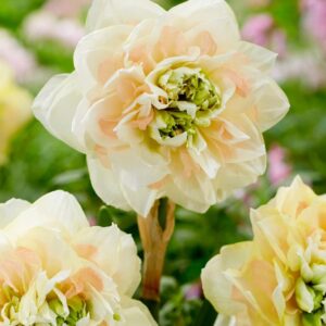Daffodil Pom Pom Rose 5PK