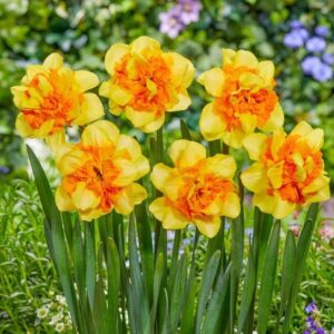 Daffodil Sun Catchers 3PK