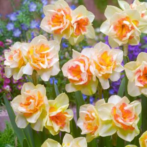 Daffodil Sweet Ocean 5PK