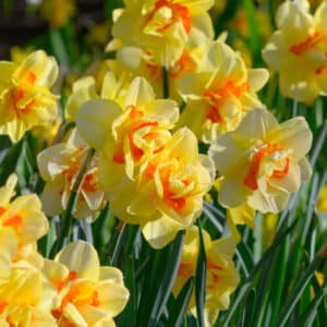Daffodil Tahiti 5PK