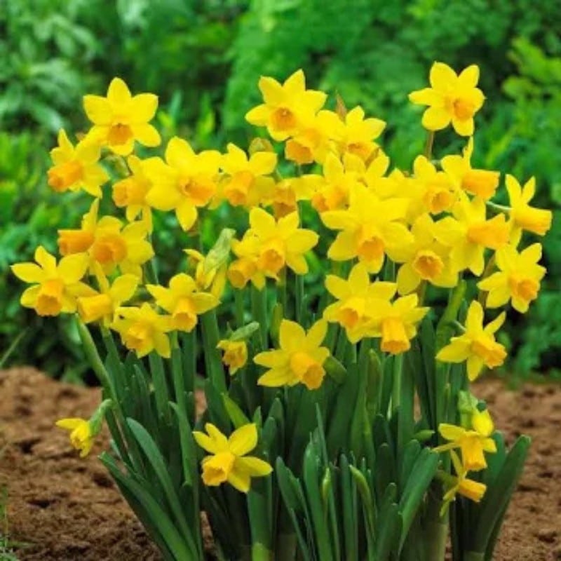 Daffodil Tete a Tete 10PK - Image 2