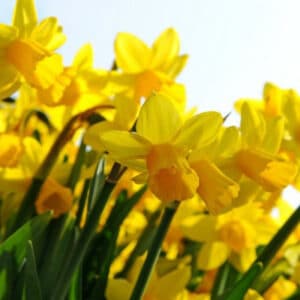 Daffodil Tete a Tete 10PK