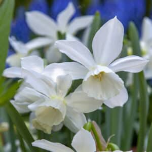 Daffodil Thalia 10PK
