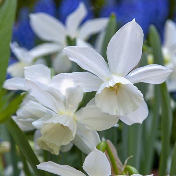 Daffodil Thalia 10PK