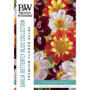 Dahlia Colarette Butterfly Bliss 3PK