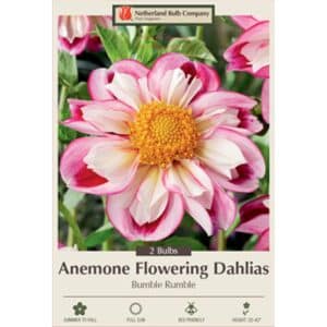 Dahlia Bumble Rumble 2PK