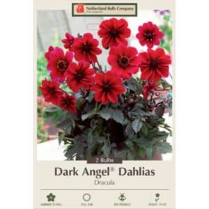 Dahlia Dark Angel Dracula 2PK