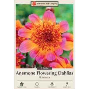 Dahlia Flowerig Floorinoor 2PK