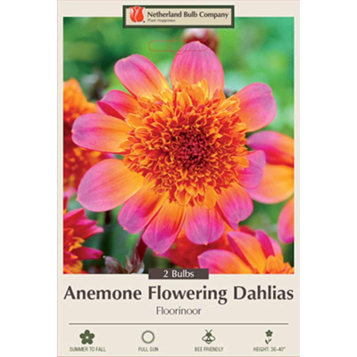 Dahlia Flowerig Floorinoor 2PK