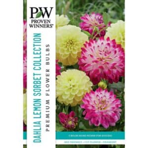 Dahlia Lemon Sorbet 3PK