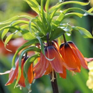 Fritillaria imperialis 1PK