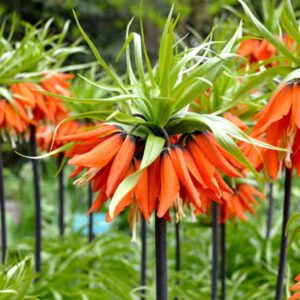 Fritillaria imperialis Rubra Maxima 1PK