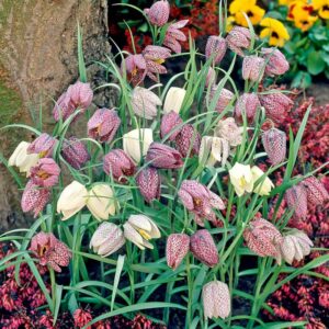 Fritillaria meleagris 15PK