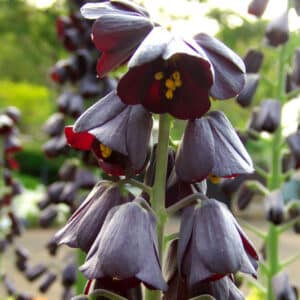 Fritillaria persica 1PK
