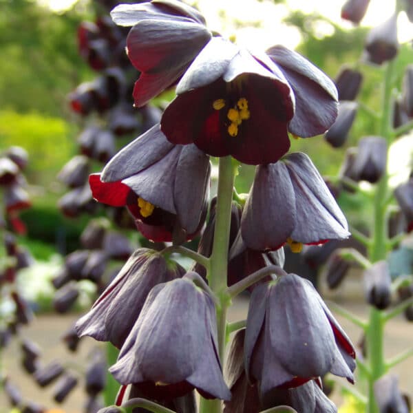 Fritillaria persica 1PK