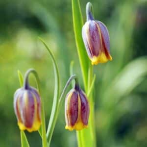 Fritillaria Uva-Vulpis 25PK