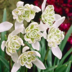 Galanthus Flore Pleno 7PK