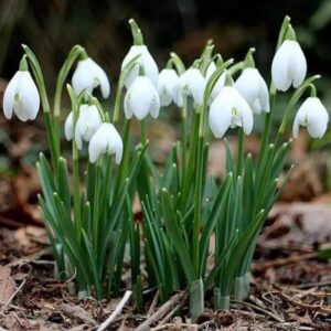 Galanthus nivalis 10Pk