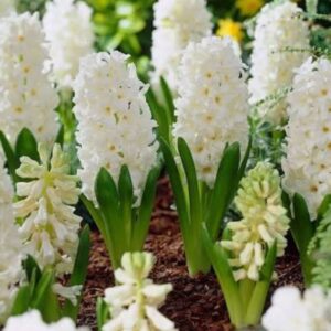 Hyacinth Aiolos 4PK