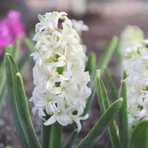 Hyacinth Aiolos 5PK