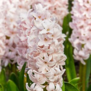 Hyacinth China Pink 5PK