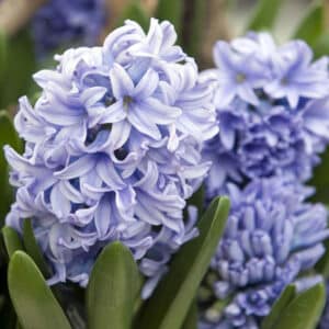 Hyacinth Delft Blue 5PK