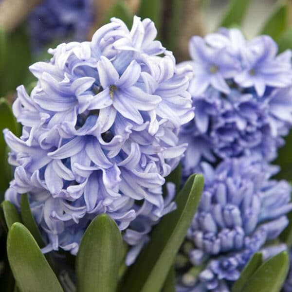 Hyacinth Delft Blue 5PK