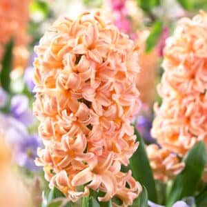 Hyacinth Gipsy Queen 5PK