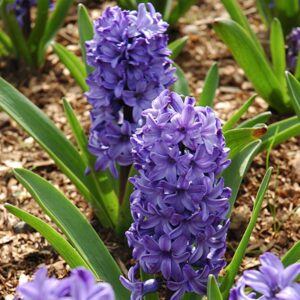 Hyacinth Peter Stuyvesant 4PK