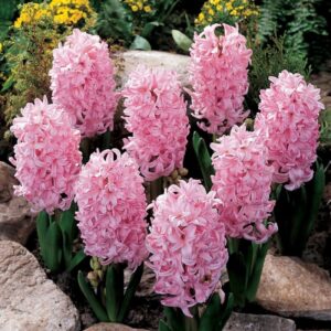 Hyacinth Pink Pearl 4PK
