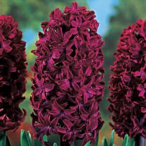 Hyacinth Woodstock 5PK