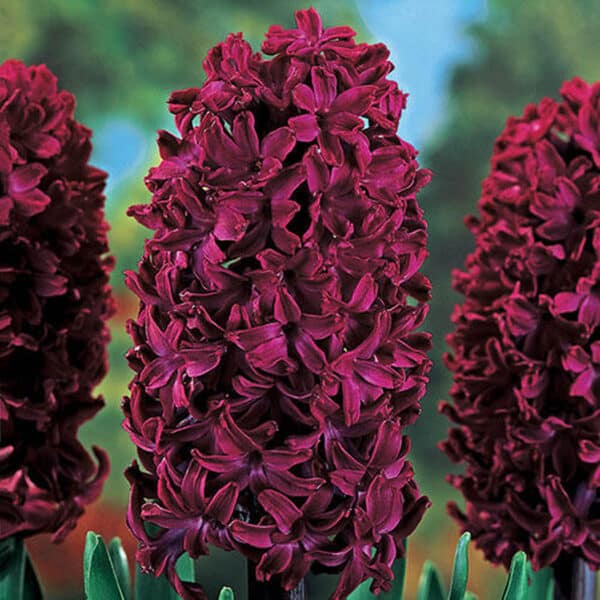 Hyacinth Woodstock 5PK