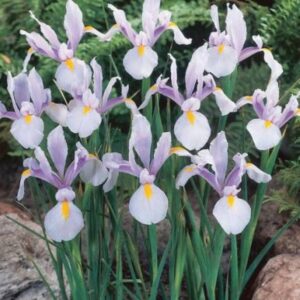 Iris Carmen 20PK