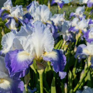 Iris Clarence 1PK