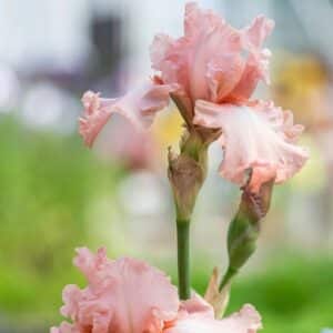 Iris Pink Attraction 1PK
