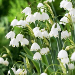 Leucojum aestivum 'Gravetye Giant' 10PK